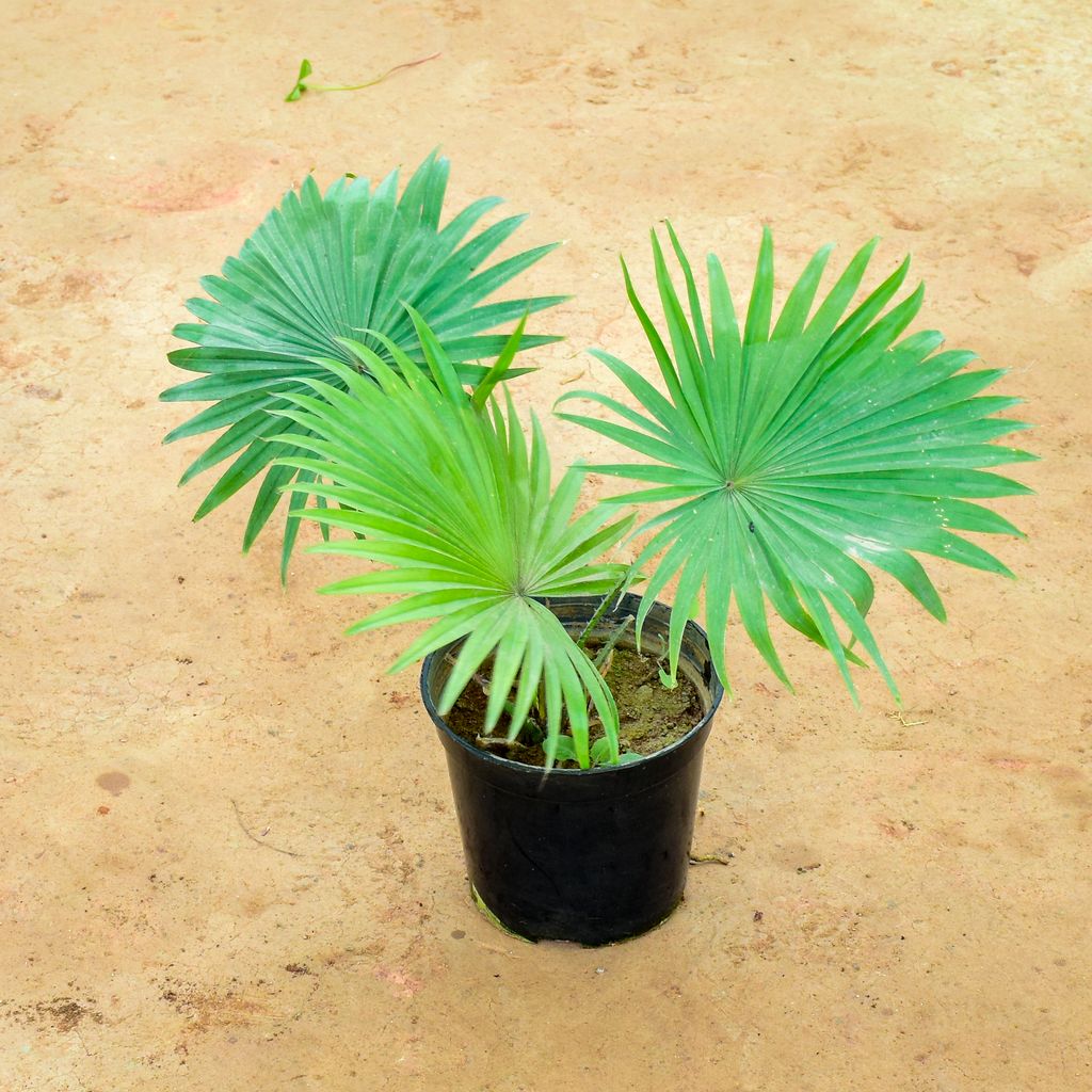 China / Fan Palm in 6 Inch Nursery Pot