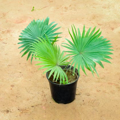 Buy China / Fan Palm in 6 Inch Nursery Pot Online | Urvann.com