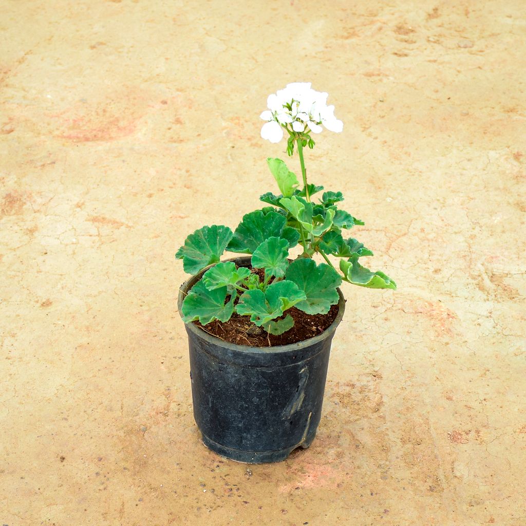 Geranium White in 6 Inch Nursery Pot