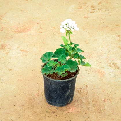 Buy Geranium White in 6 Inch Nursery Pot Online | Urvann.com