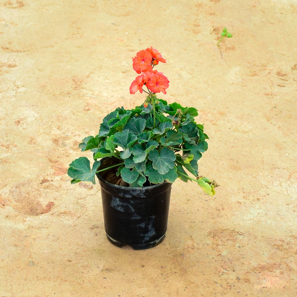 Geranium Orange in 6 Inch Nursery Pot