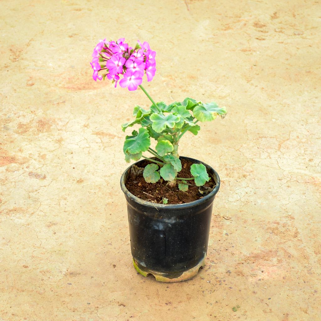 Geranium Light Pink in 6 Inch Nursery Pot