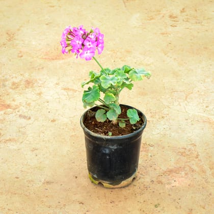 Buy Geranium Light Pink in 6 Inch Nursery Pot Online | Urvann.com