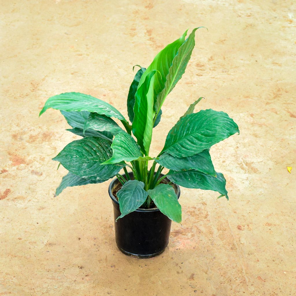 Peace Lily  in 6 Inch Nursery Pot - Best Air Purifying Indoor Plant