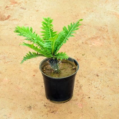 Buy Fern Green in 6 Inch Nursery Pot Online | Urvann.com