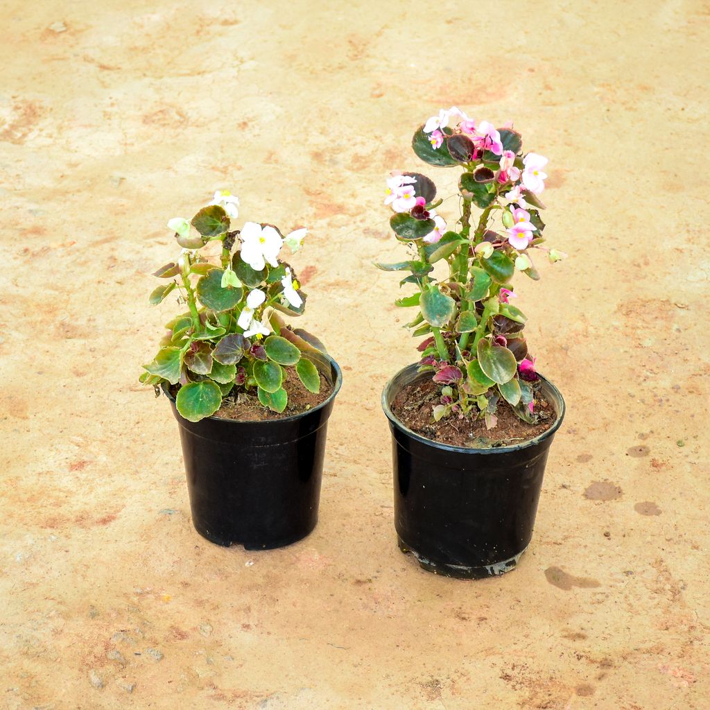 Set of 2 - Begonia (White & Pink) in 6 Inch Nursery Pot