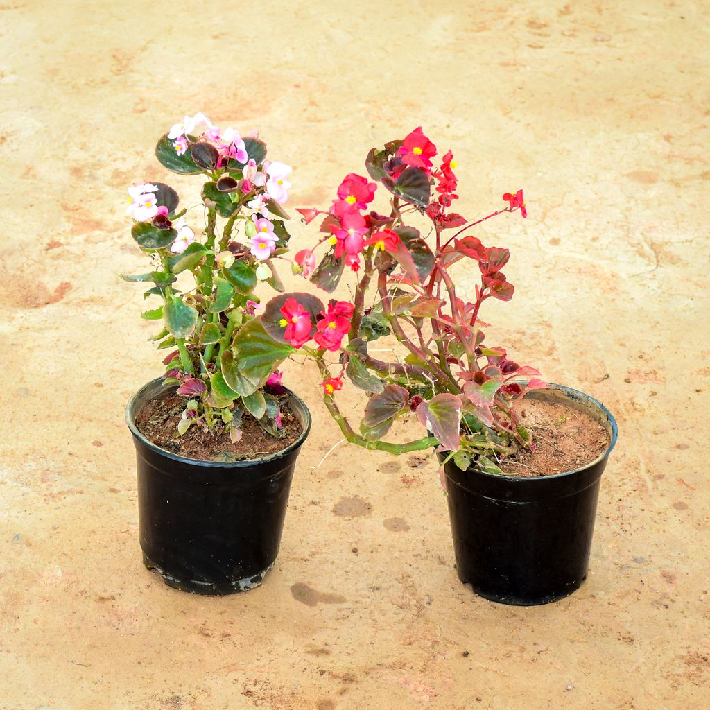 Set of 2 - Begonia (Red & Pink) in 6 Inch Nursery Pot