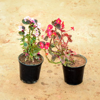 Buy Set of 2 - Begonia (Red & Pink) in 6 Inch Nursery Pot Online | Urvann.com