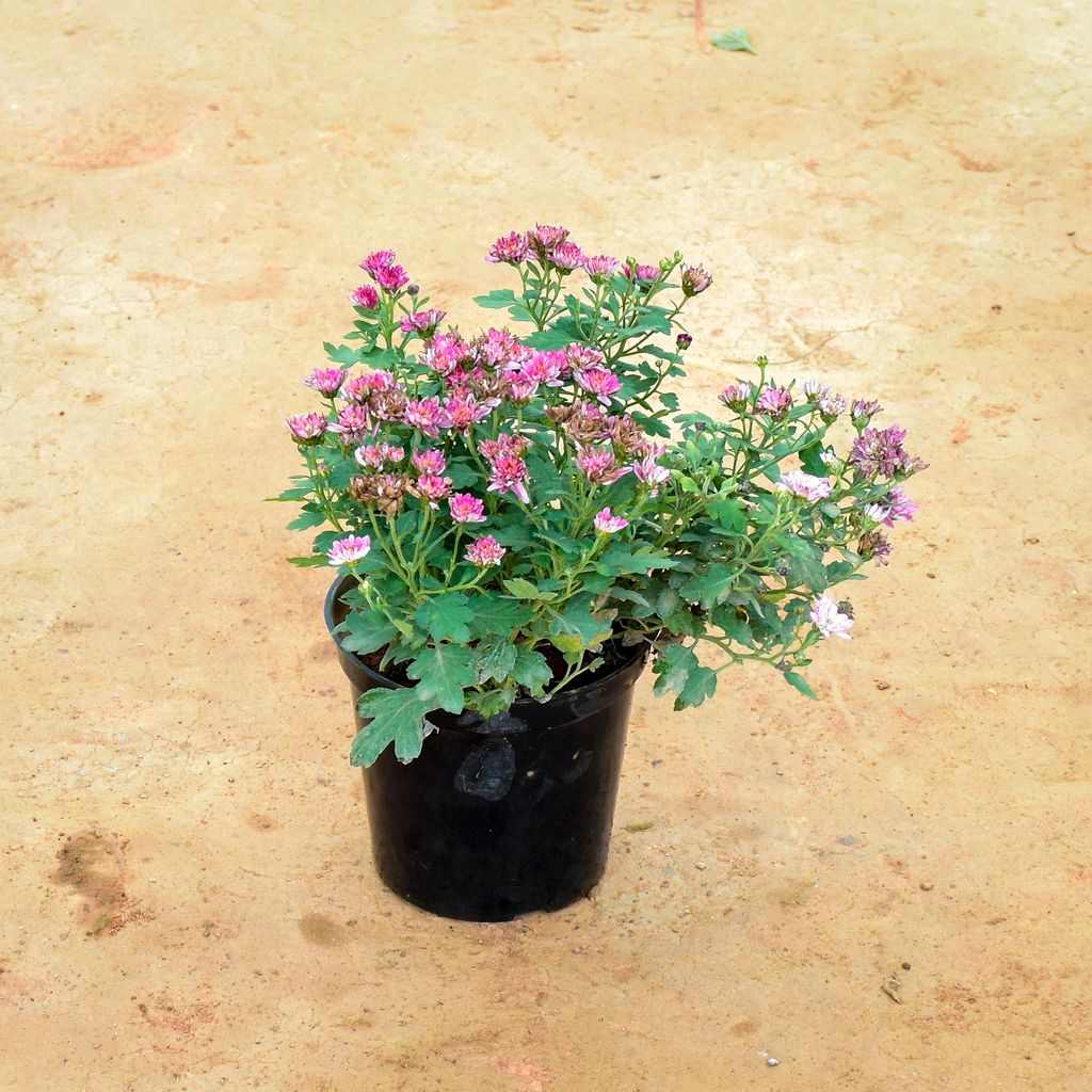 Chrysanthemum Pink (any colour) in 6 Inch Nursery Pot