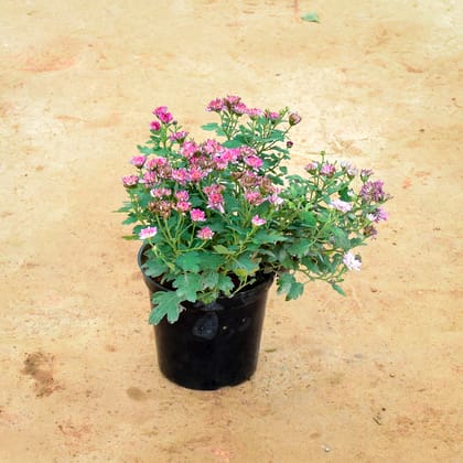 Buy Chrysanthemum Pink (any colour) in 6 Inch Nursery Pot Online | Urvann.com