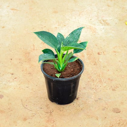 Buy Philodendron Birkin in 6 Inch Nursery Pot Online | Urvann.com