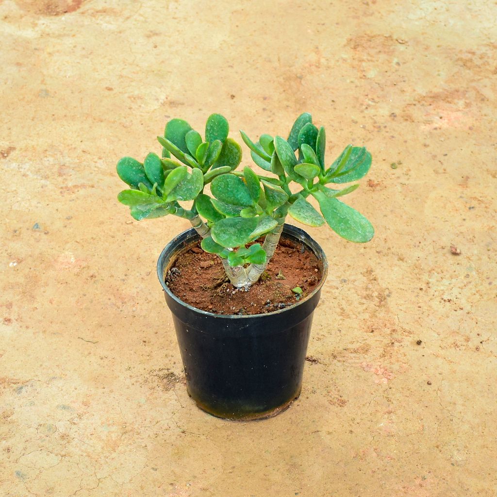 Ficus Bonsai in 6 Inch Nursery Pot