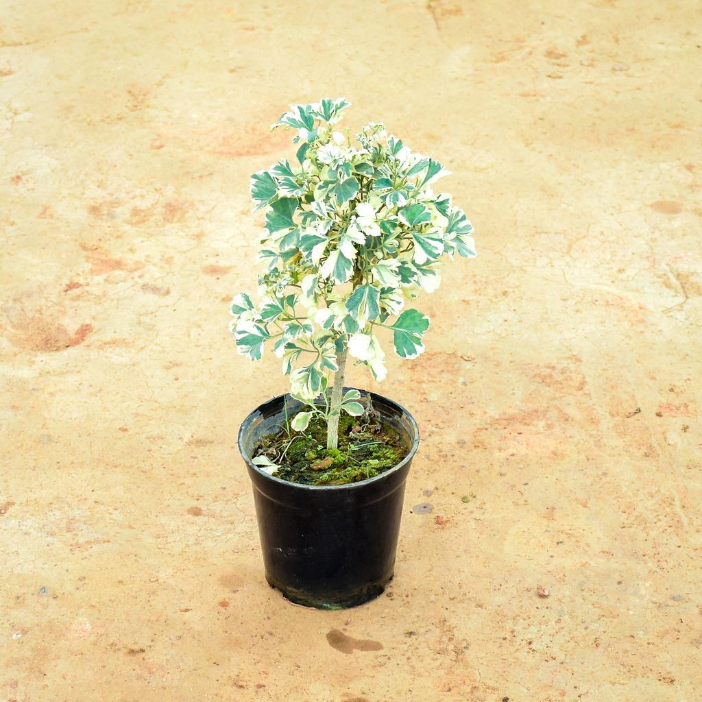 Aralia White in 6 Inch Nursery Pot