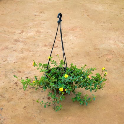 Buy Portulaca Moss Rose (any colour) in 7 Inch Black Hanging Basket Online | Urvann.com