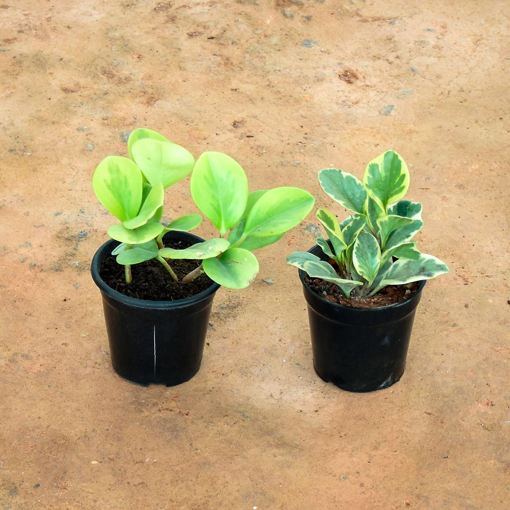 Set of 2 - Peperomia / Radiator Plant (Green & White) in 5 Inch Nursery Pot