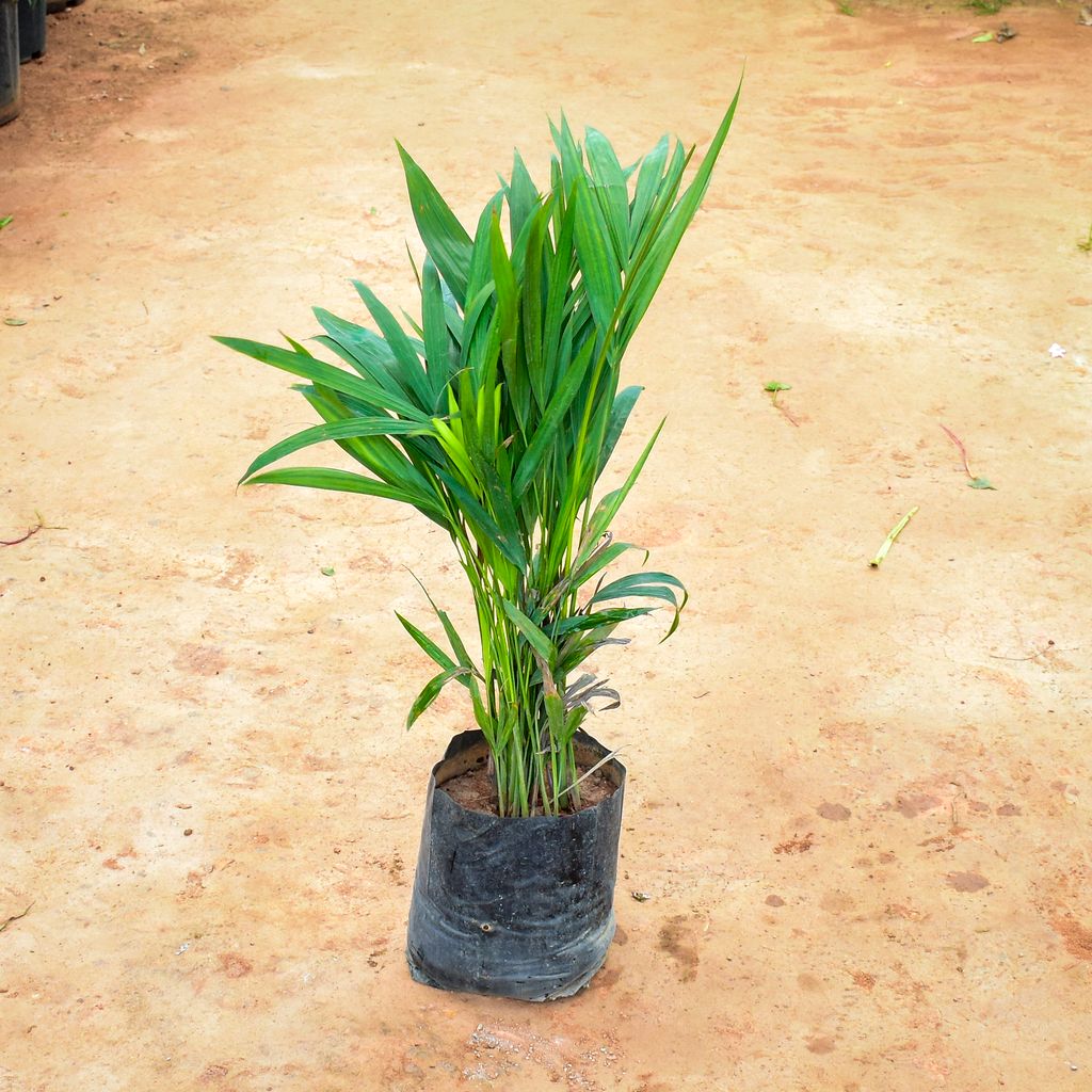 Areca Palm in 8 Inch Nursery Bag