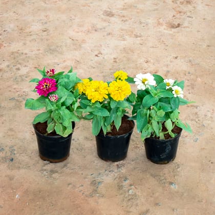 Buy Set of 3 - Zinnia (Pink, Yellow & White) in 6 Inch Nursery Pot Online | Urvann.com