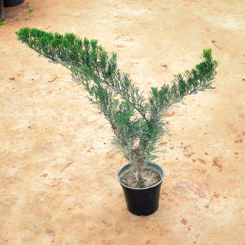 Juniperus in 6 Inch Nursery Pot