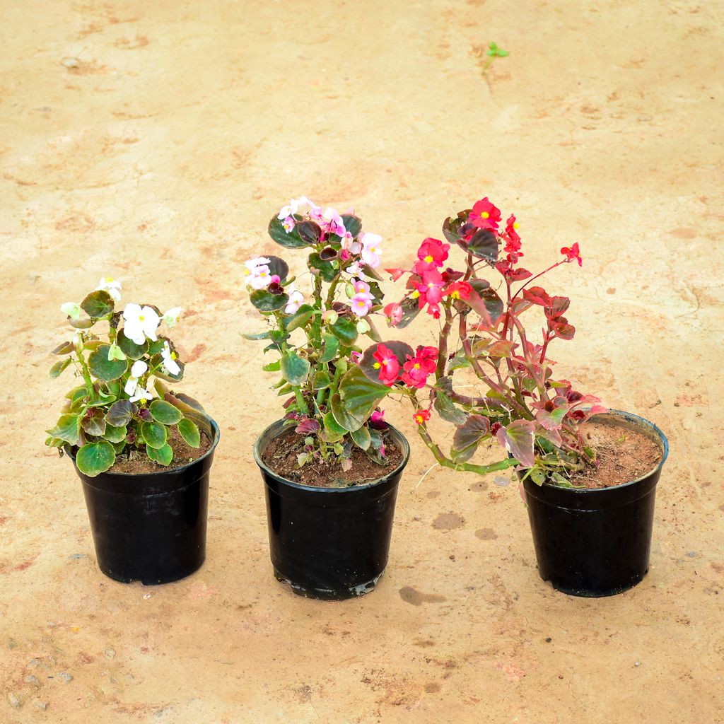 Set of 3 - Begonia (White, Pink & Red) in 6 Inch Nursery Pot