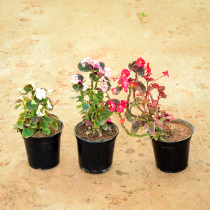 Buy Set of 3 -  Begonia (White, Pink & Red) in 6 Inch Nursery Pot Online | Urvann.com