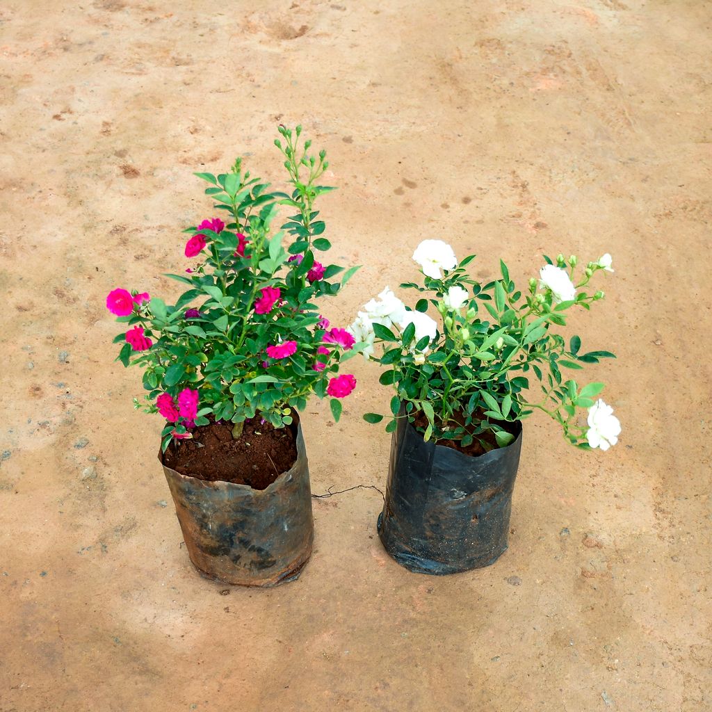 Set of 2 - Button Rose (Pink & White) in 8 Inch Nursery Bag