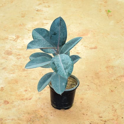 Buy Rubber Black in 6 Inch Nursery Pot Online | Urvann.com