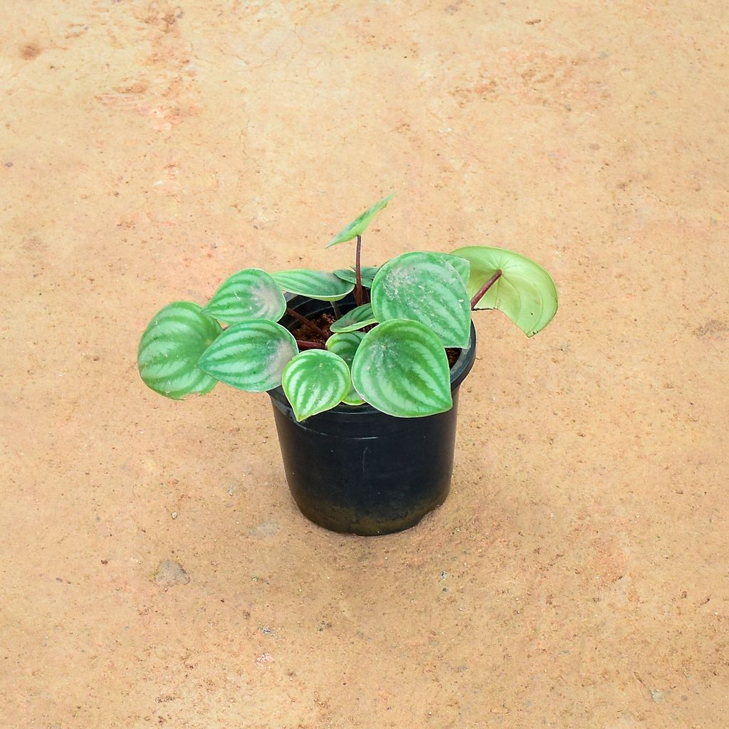 Peperomia / Radiator Plant Watermelon Green in 4 Inch Nursery Pot