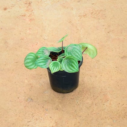 Buy Peperomia / Radiator Plant Watermelon Green in 4 Inch Nursery Pot Online | Urvann.com