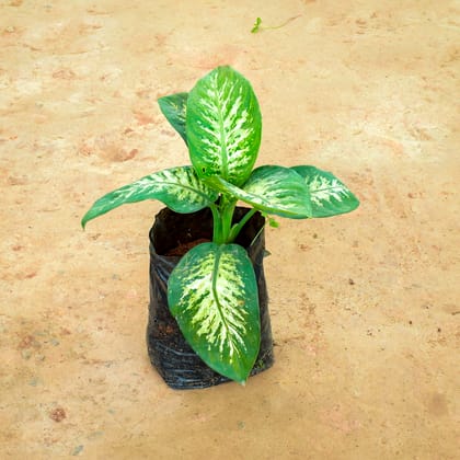 Buy Dieffenbachia in 10 Inch Nursery Bag Online | Urvann.com