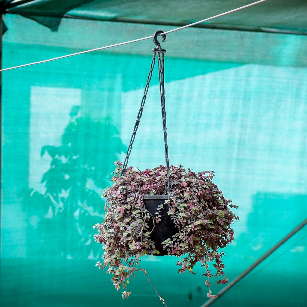 Turtle Vine Red in 7 Inch Black Hanging Basket