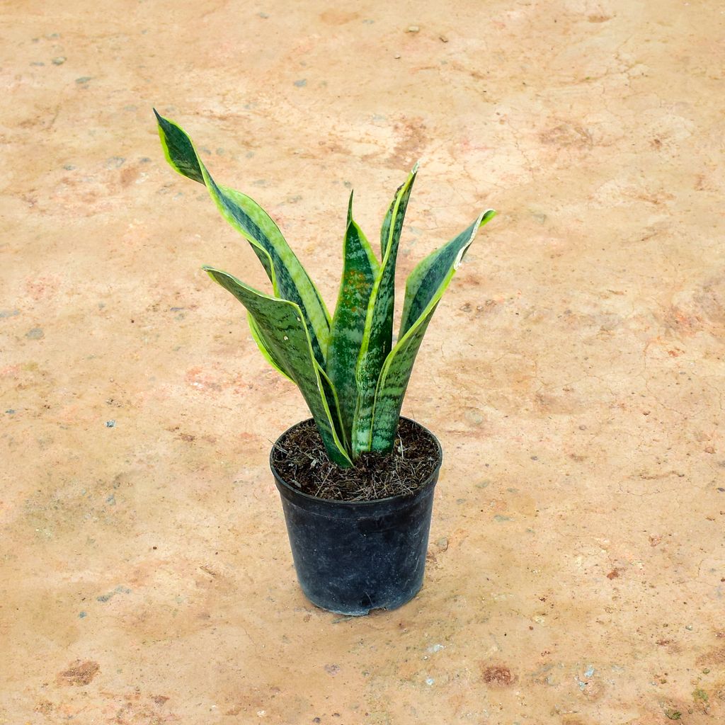 Snake Plant in 6 Inch Nursery Pot