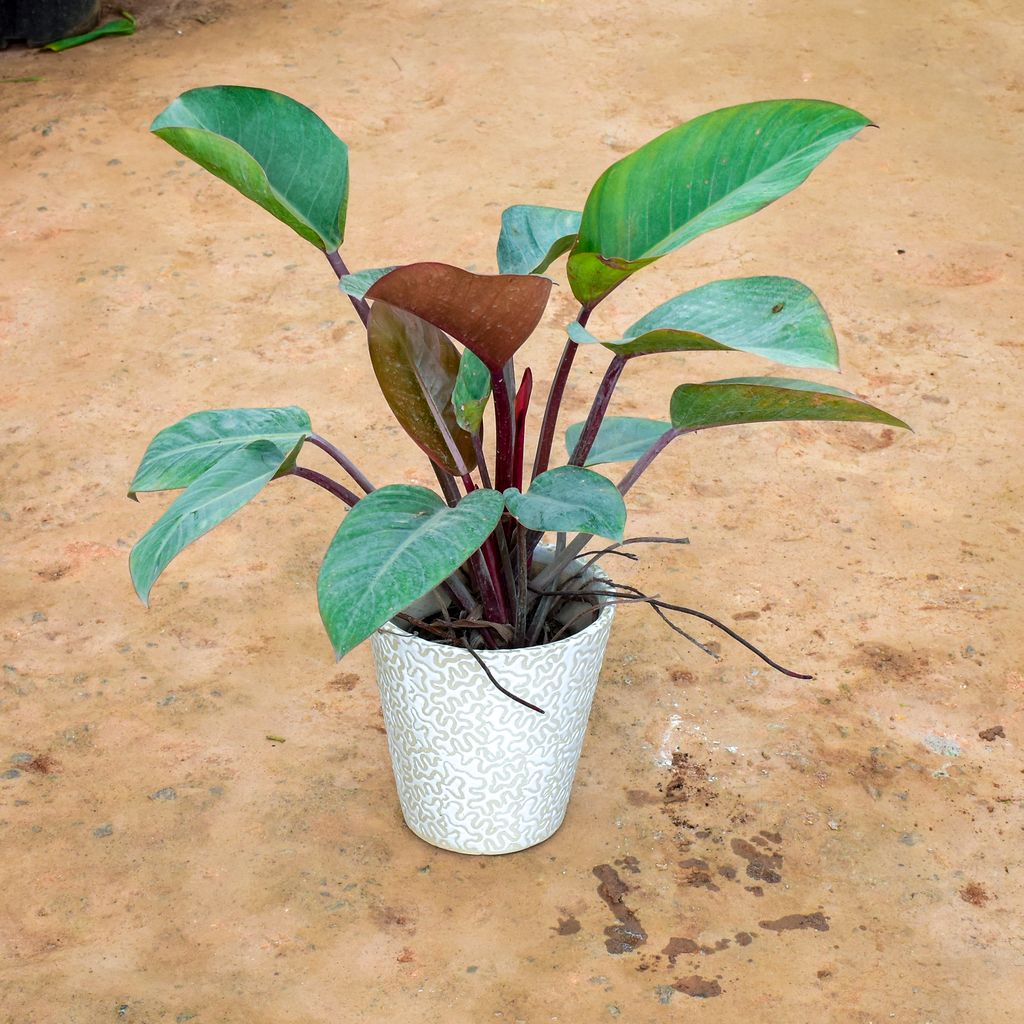 Philodendron Birkin in 6 Inch Balti Ceramic Pot (any colour) (any design)