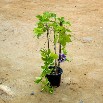 Buy Rakhi Bel / Passiflora/ Passionflower (any colour) in 10 Inch Nursery Pot Online | Urvann.com