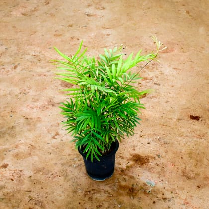 Buy Chamaedorea Palm in 4 Inch Nursery Pot Online | Urvann.com