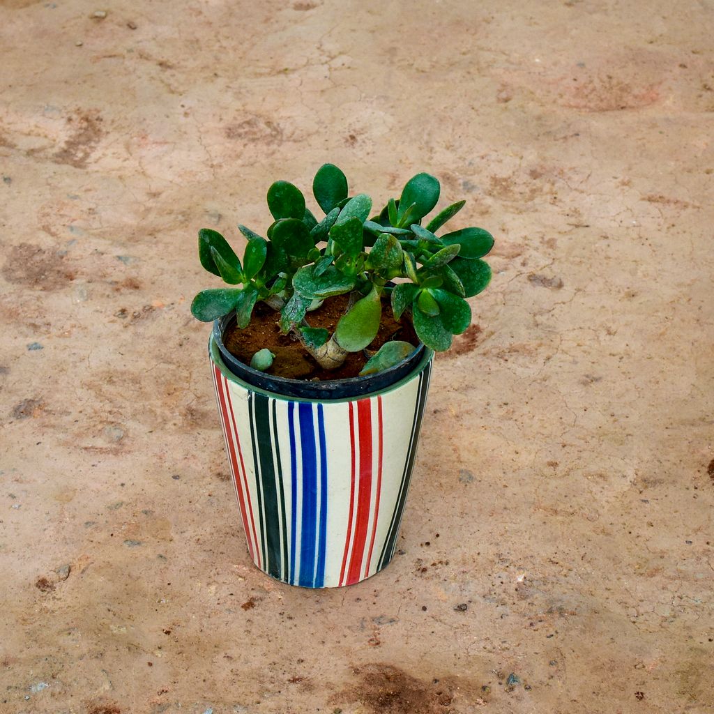 Crassula Bonsai in 6 Inch Multicolour Balti Ceramic Pot