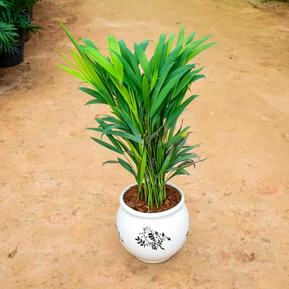 Buy Areca Palm (~ 2 Ft) in 6 Inch Matki Designer Ceramic Pot (any colour) (any design) Online | Urvann.com