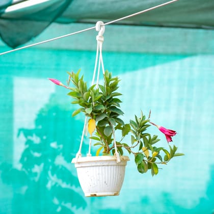 Buy Mandevilla Pink in 5 Inch White Hanging Basket Online | Urvann.com