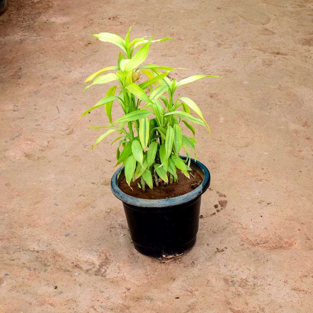 Soil Bamboo Golden in 10 Inch Nursery Pot