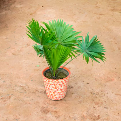 Buy China / Fan Palm in 8 Inch Balti Ceramic Pot (any colour) (any design) Online | Urvann.com