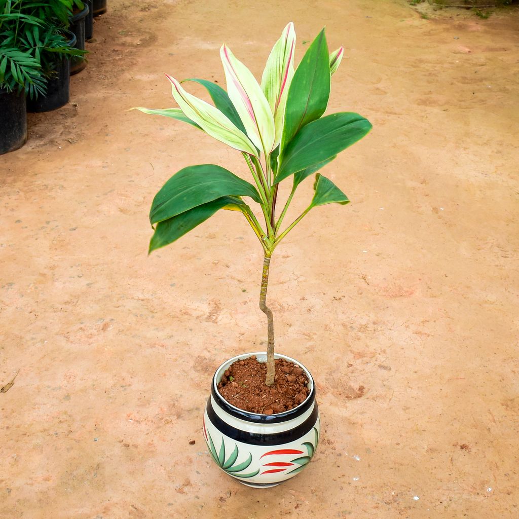 Dracaena Cordyline white in 9 Inch Matki Designer Ceramic Pot (any colour) (any design)