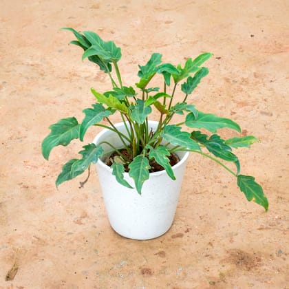 Buy Xanadu Green in 9 Inch Balti Ceramic Pot (any colour) (any design) Online | Urvann.com