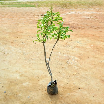 Buy Champa / Plumeria (~ 2.5 Ft) in 8 Inch Nursery Bag Online | Urvann.com