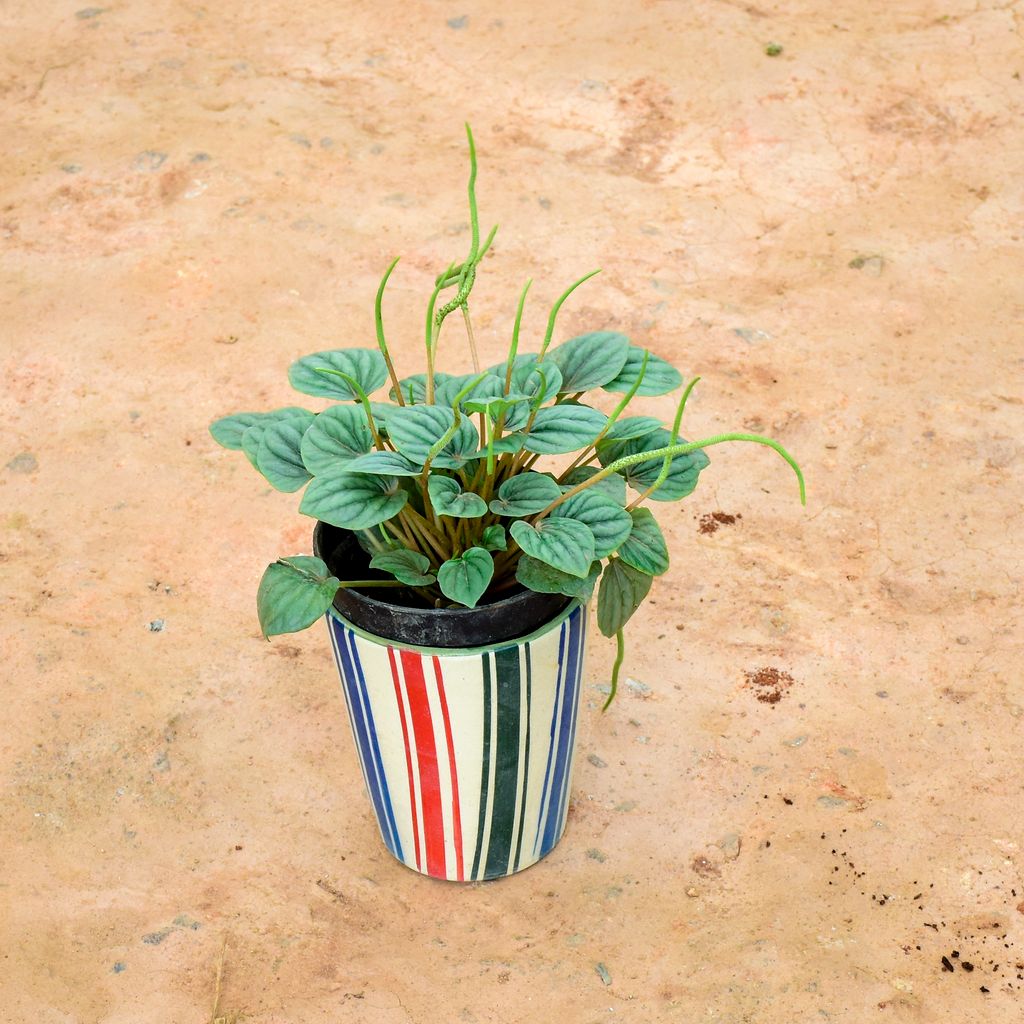 Peperomia / Radiator Plant Watermelon White in 6 Inch Multicolour Balti Ceramic Pot