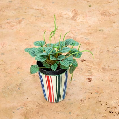 Buy Peperomia / Radiator Plant Watermelon White in 6 Inch Multicolour Balti Ceramic Pot Online | Urvann.com