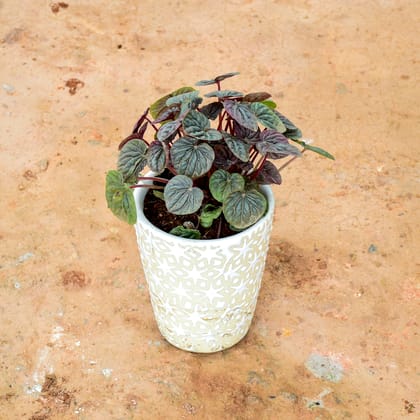 Buy Peperomia / Radiator Plant Watermelon Black in 6 Inch Balti Ceramic Pot (any colour) (any design) Online | Urvann.com