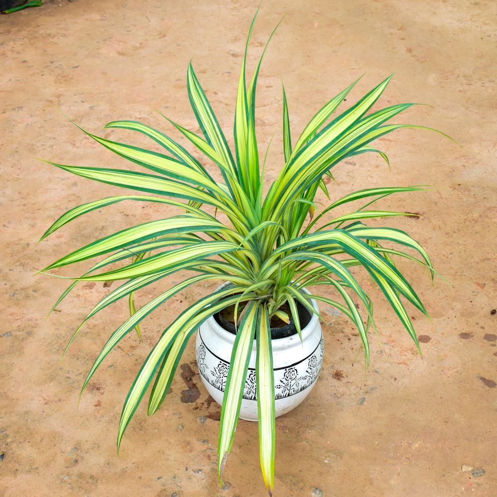 Pandanus in 9 Inch Matki Designer Ceramic Pot (any colour) (any design)