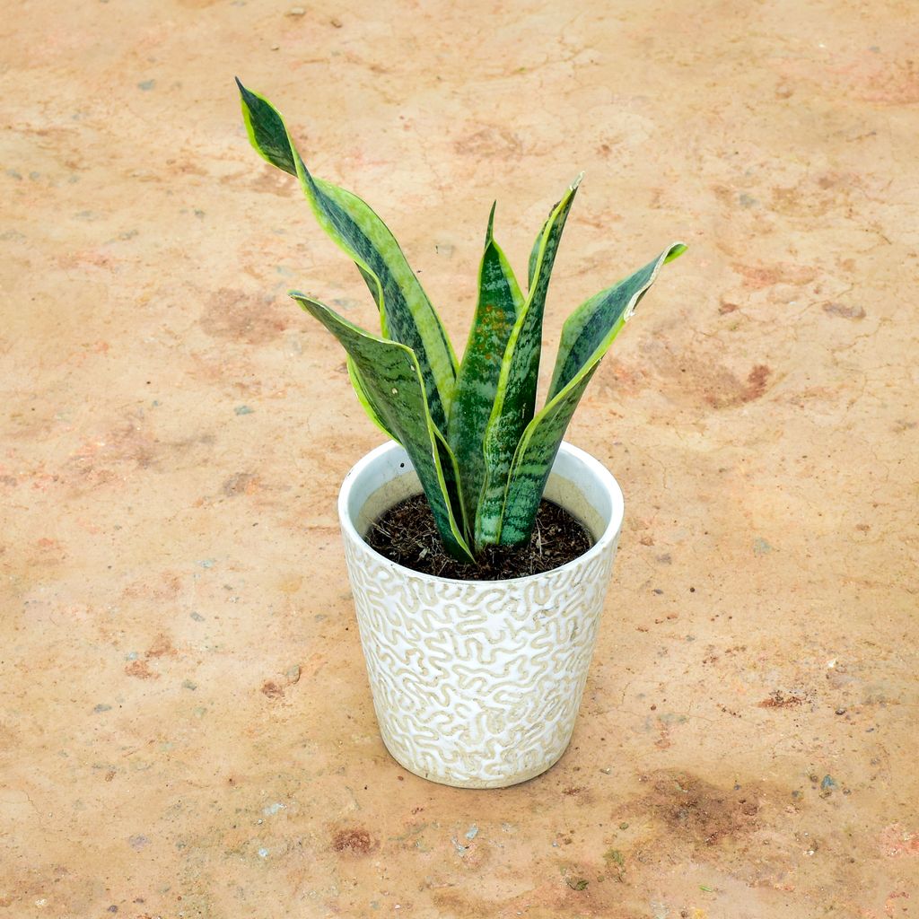 Snake Plant in 6 Inch White Balti Designer Ceramic Pot (any design)