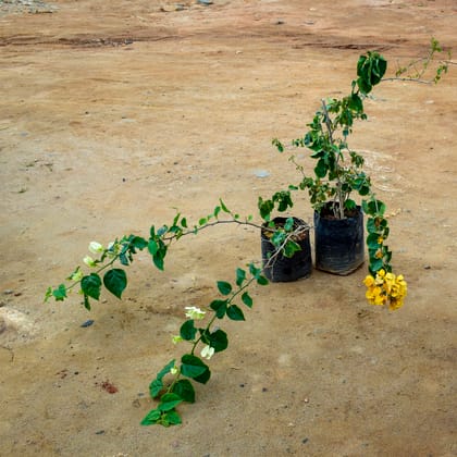 Buy Set of 2 - Bougainvillea (White & Yellow) in 10 Inch Nursery Bag Online | Urvann.com