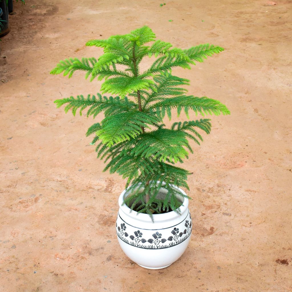 Araucaria / Christmas Tree in 9 Inch Matki Designer Ceramic Pot (any colour) (any design)