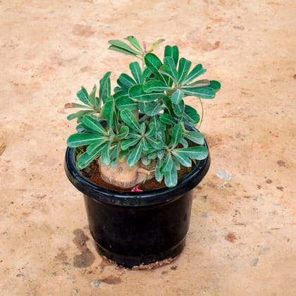 Buy Adenium in 10 Inch Nursery Pot Online | Urvann.com